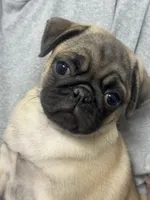 AKC Munchkin 💖, a female Pug for sale in Denver, CO – Photo 5 of 10