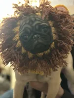 AKC Munchkin 💖, a female Pug for sale in Denver, CO – Photo 2 of 10