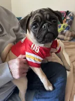 AKC Munchkin 💖, a female Pug for sale in Denver, CO – Photo 1 of 10