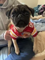 AKC Munchkin 💖, a female Pug for sale in Denver, CO – Photo 6 of 10