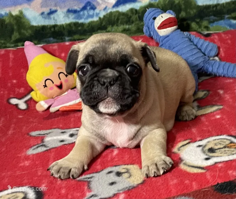 Hercules  – French Bulldog, Pug puppy for sale in Columbia, MO