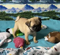 AKC Betty , a female Pug for sale in Columbia, MO – 6 of 9