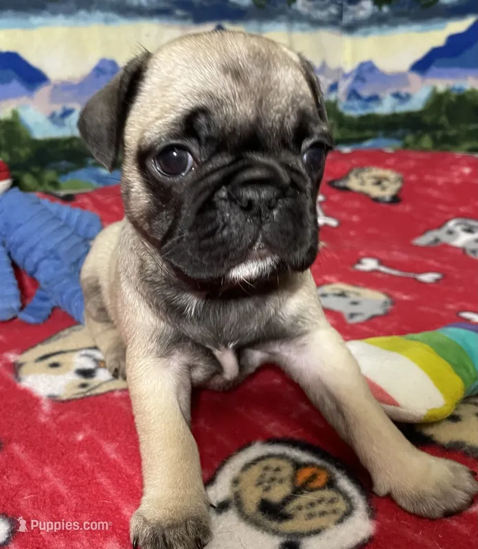 Sassy – French Bulldog, Pug puppy for sale in Columbia, MO