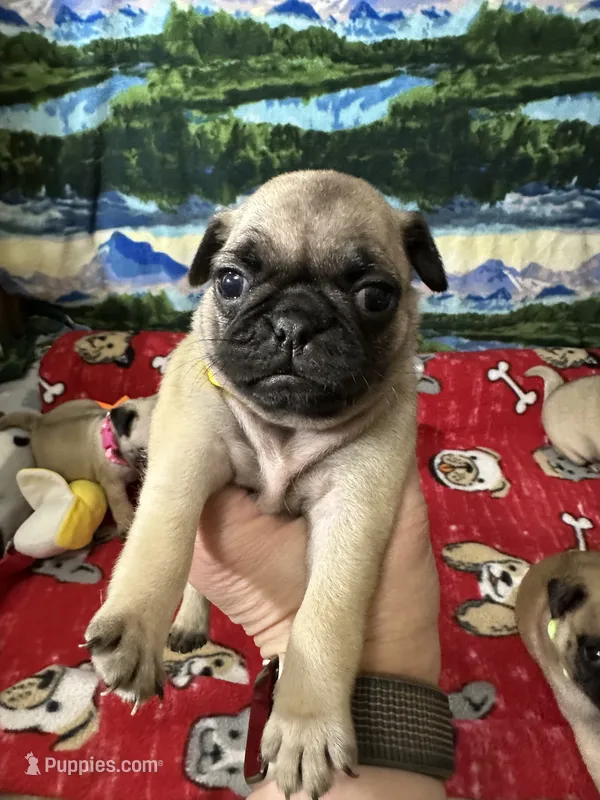 AKC Daisy  – Pug puppy for sale in Columbia, MO