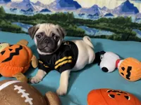 AKC Cooper, a male Pug for sale in Columbia, MO – 3 of 8
