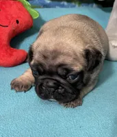 Sassy, a female French Bulldog and Pug for sale in Columbia, MO – 7 of 10