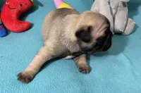 Sassy, a female French Bulldog and Pug for sale in Columbia, MO – 10 of 10