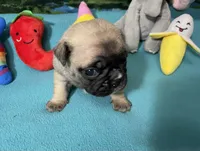 Hercules , a male French Bulldog and Pug for sale in Columbia, MO – 5 of 8