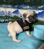 AKC Cooper, a male Pug for sale in Columbia, MO – 4 of 8