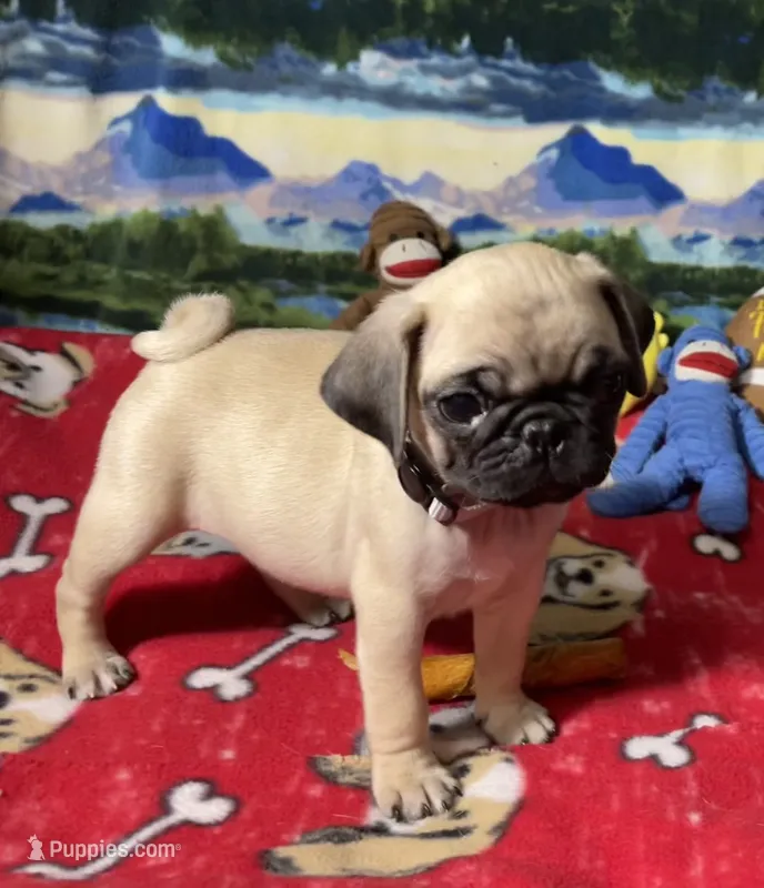 AKC Wiilie – Pug puppy for sale in Columbia, MO