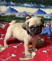 AKC Wiilie, a male Pug for sale in Columbia, MO – 2 of 9