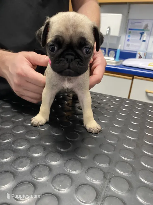 AKC Rose – Pug puppy for sale in Columbia, MO