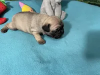 Sassy, a female French Bulldog and Pug for sale in Columbia, MO – 4 of 10