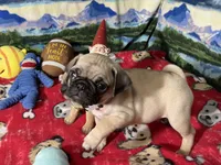 AKC Wiilie, a male Pug for sale in Columbia, MO – 8 of 9