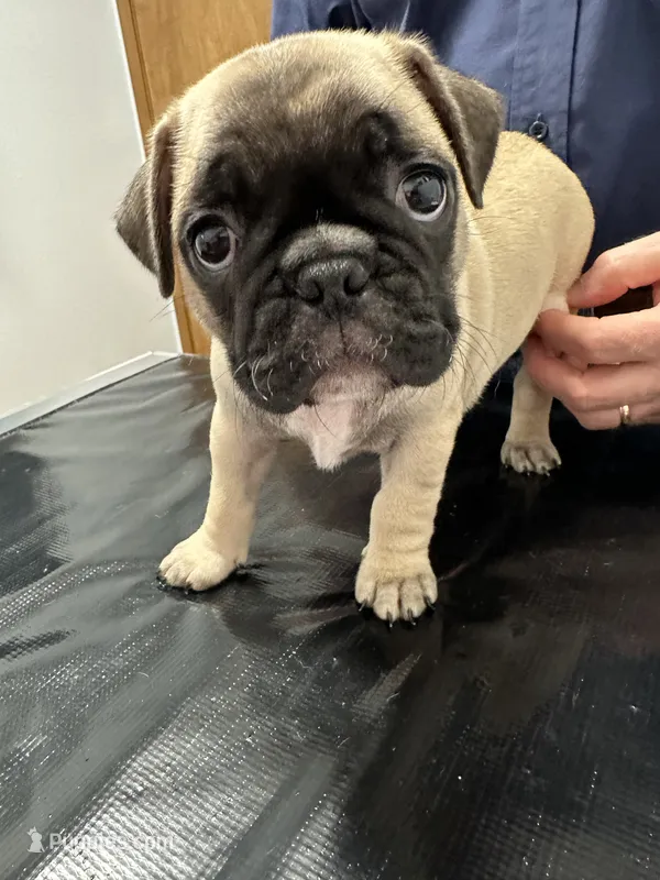 Hercules  – French Bulldog, Pug puppy for sale in Columbia, MO