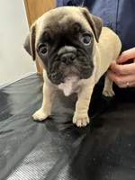 Hercules , a male French Bulldog and Pug for sale in Columbia, MO – 5 of 10
