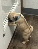 Lilly, a female Pug for sale in Columbia, MO – 2 of 8