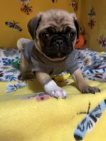 Mini Mitzi’s ready to go ❤️, a female Pug for sale in Denver, CO – Photo 2 of 10