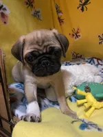 Mini Mitzi’s ready to go ❤️, a female Pug for sale in Denver, CO – Photo 8 of 10