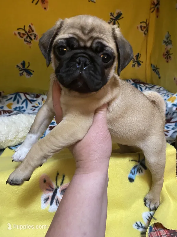 Mini Mitzi’s ready to go ❤️