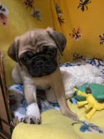 Mini Mitzi’s ready to go ❤️, a female Pug for sale in Denver, CO – Photo 9 of 10