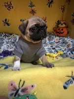 Mini Mitzi’s ready to go ❤️, a female Pug for sale in Denver, CO – Photo 3 of 10