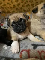 Mini Mitzi’s ready to go ❤️, a female Pug for sale in Denver, CO – Photo 7 of 10