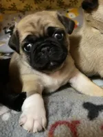 Mini Mitzi’s ready to go ❤️, a female Pug for sale in Denver, CO – Photo 6 of 10