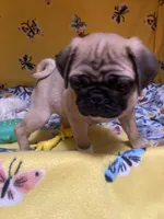 Mini Mitzi’s ready to go ❤️, a female Pug for sale in Denver, CO – Photo 5 of 10