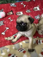 AKC Willy, a male Pug for sale in Columbia, MO – 8 of 10