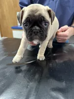 Hercules , a male French Bulldog and Pug for sale in Columbia, MO – 6 of 10