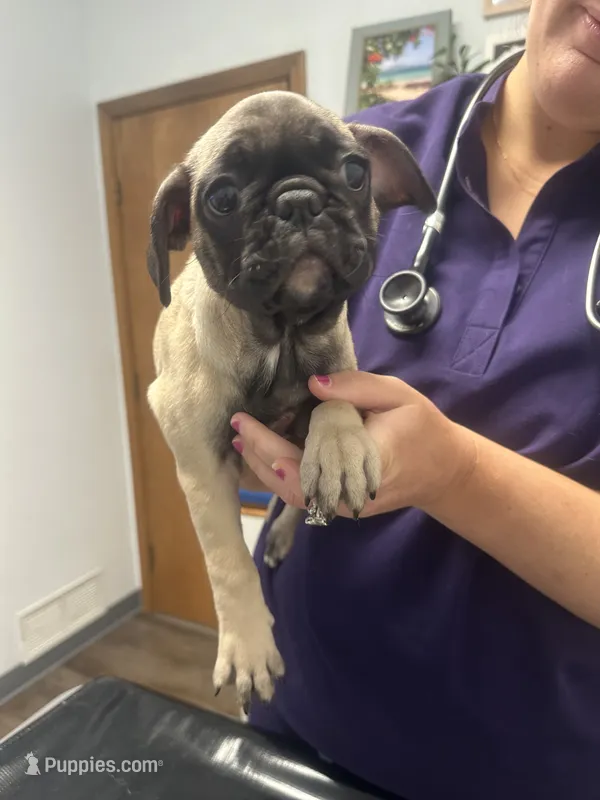 Sassy – French Bulldog, Pug puppy for sale in Columbia, MO