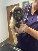 Sassy, a female French Bulldog and Pug for sale in Columbia, MO – 4 of 9