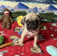 AKC Wiilie, a male Pug for sale in Columbia, MO – 4 of 9