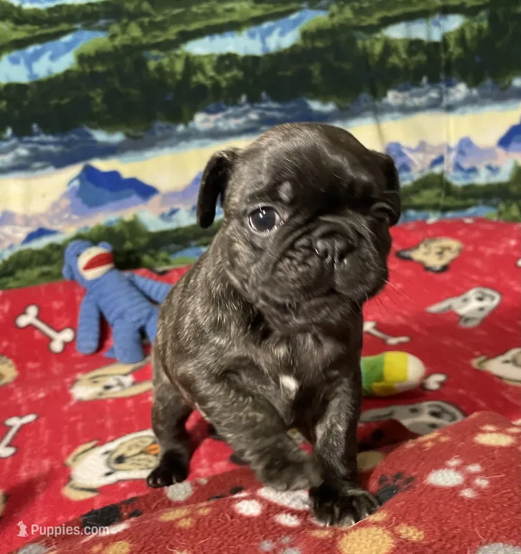 Birdie – French Bulldog, Pug puppy for sale in Columbia, MO