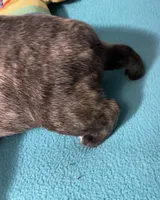 Birdie, a female French Bulldog and Pug for sale in Columbia, MO – 6 of 6