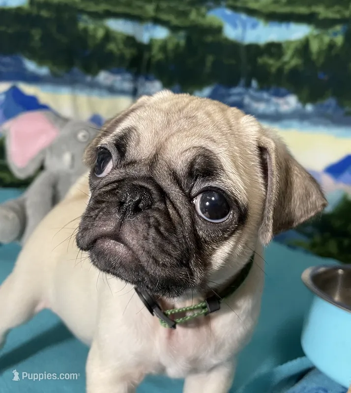 Olive – Pug puppy for sale in Columbia, MO