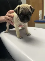 Rosie , a female Pug for sale in Columbia, MO – 1 of 7