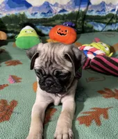 AKC Rose, a female Pug for sale in Columbia, MO – 6 of 7