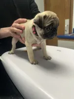 Rosie , a female Pug for sale in Columbia, MO – 4 of 7