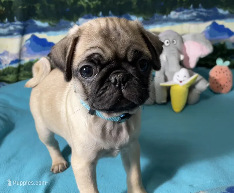 Rosie  – Pug puppy for sale in Columbia, MO