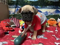 Teddy, a male French Bulldog and Pug for sale in Columbia, MO – 8 of 8