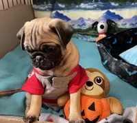 AKC Willy, a male Pug for sale in Columbia, MO – 9 of 10