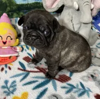 Duke, a male French Bulldog and Pug for sale in Columbia, MO – 3 of 7