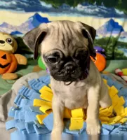 AKC Rose, a female Pug for sale in Columbia, MO – 5 of 7