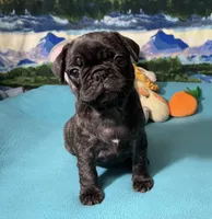 Birdie, a female French Bulldog and Pug for sale in Columbia, MO – 2 of 10