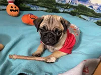 AKC Willy, a male Pug for sale in Columbia, MO – 3 of 10