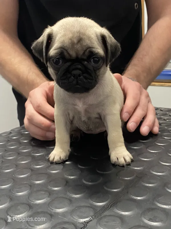 AKC Daisy  – Pug puppy for sale in Columbia, MO