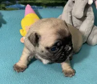 Hercules , a male French Bulldog and Pug for sale in Columbia, MO – 3 of 8