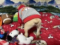 Teddy, a male French Bulldog and Pug for sale in Columbia, MO – 5 of 8